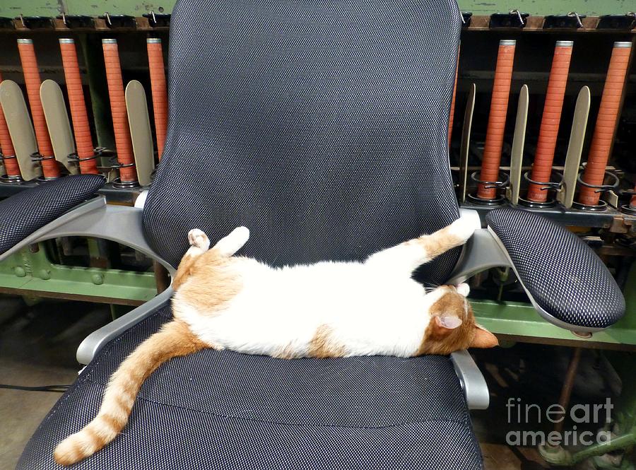 Cat Photograph - Cat Sleeping on the Job by Barbie Corbett-Newmin
