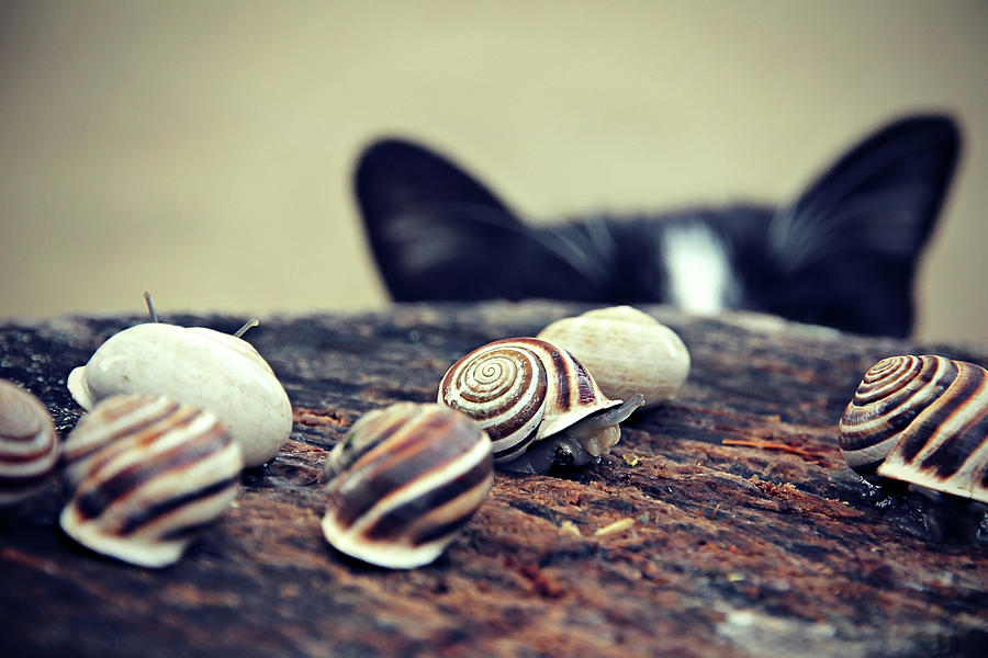 Nature Photograph - Cat Snails by Trish Mistric