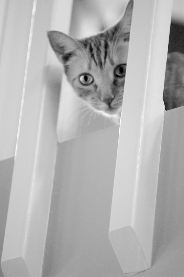 Cat Spy black and white Photograph by Jill Reger