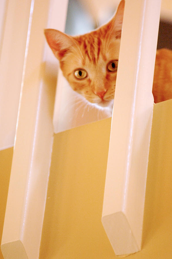 Cat Spy Photograph by Jill Reger