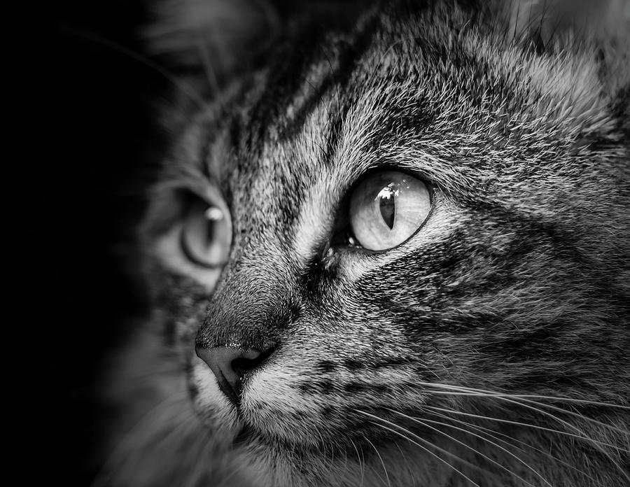Cat Stare BW Photograph by Rick Deacon