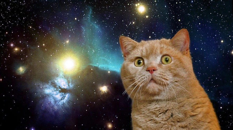 Cat Digital Art - Cat staring at the universe by Johnnie Art