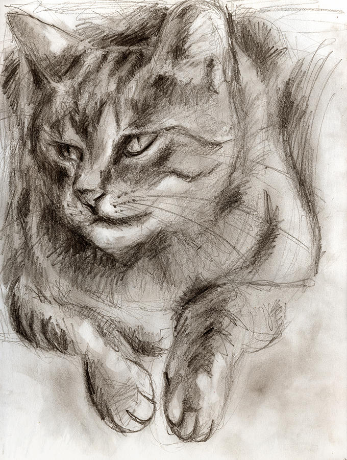 Cat study drawing no one Drawing by Hiroko Sakai
