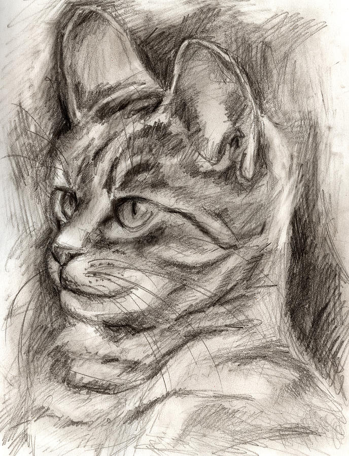 Cat study drawing no three Drawing by Hiroko Sakai
