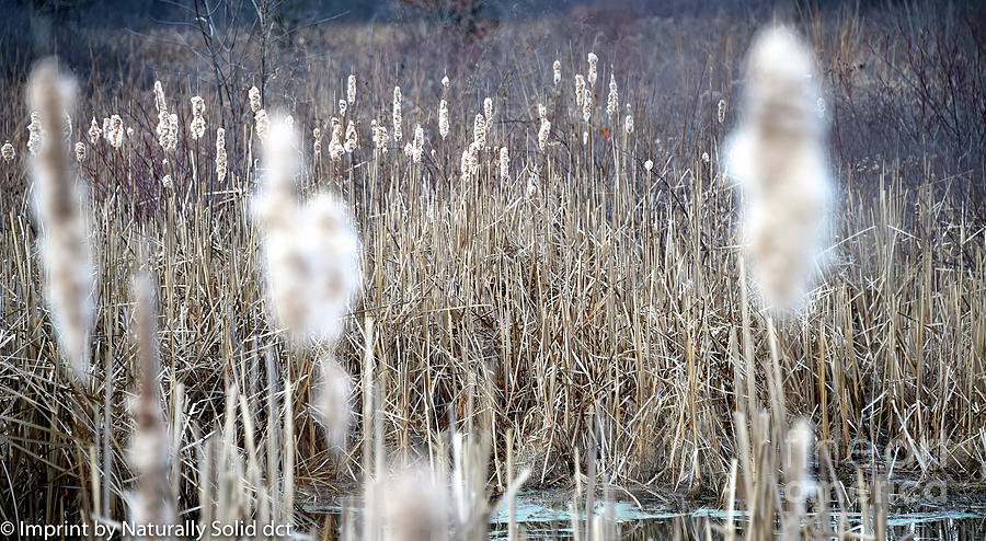 Cat Tails and Reeds Photograph by David Taylor