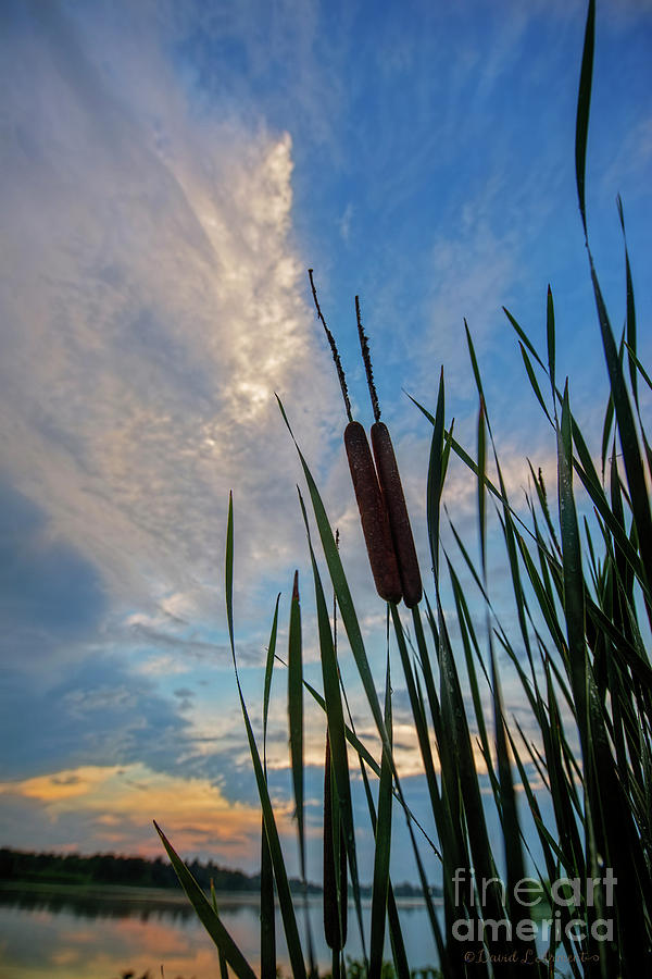 Cat Tails at Sunset Photograph by David Arment