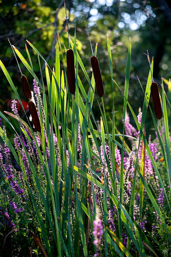 Cat tails in the Morning Photograph by John Meader