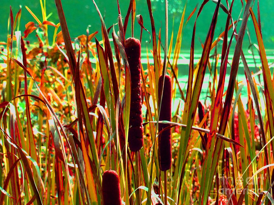 Cat Tails Photograph by James and Donna Daugherty