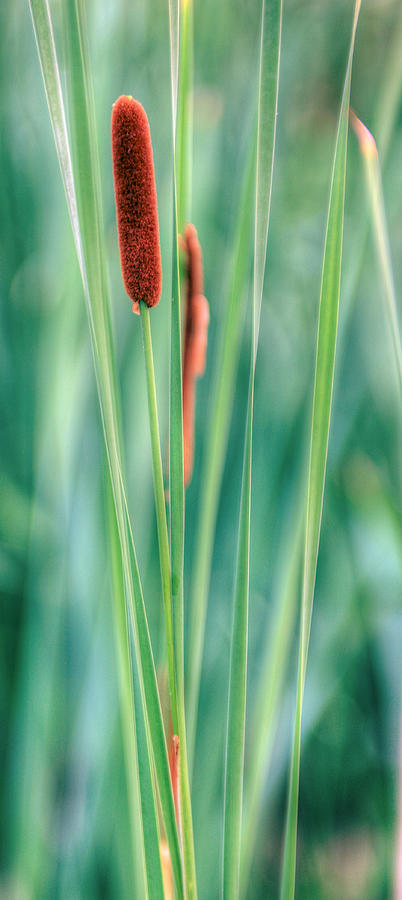 Cat Tails Photograph by JC Findley