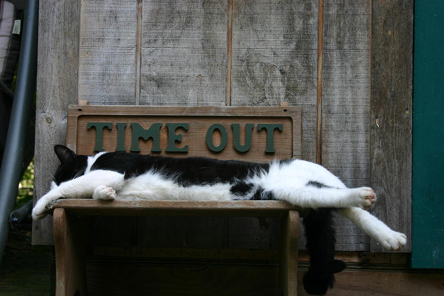 Cat 2 Photograph - Cat Time Out by Kevin Dunham