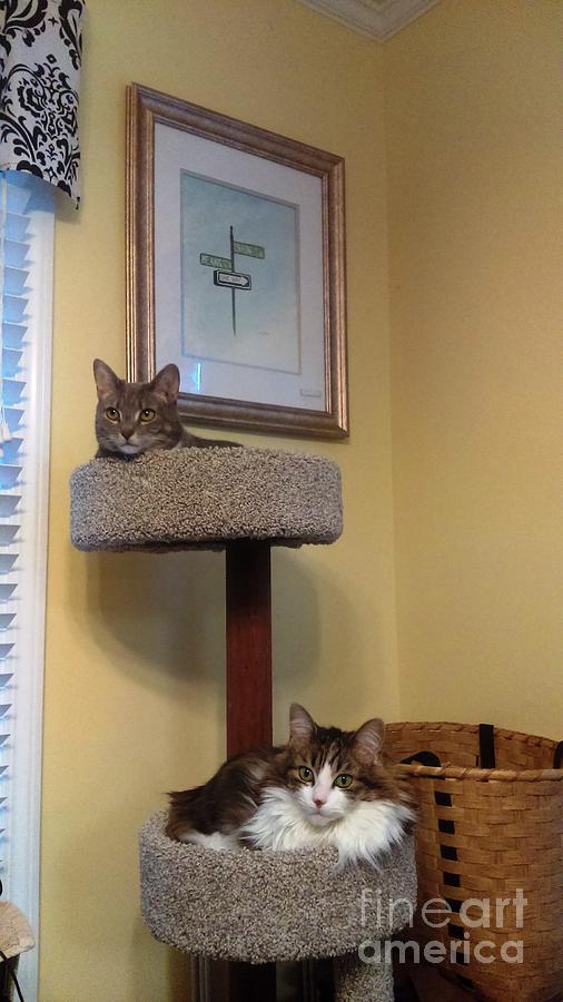 Cat Tower Photograph by Stacy C Bottoms