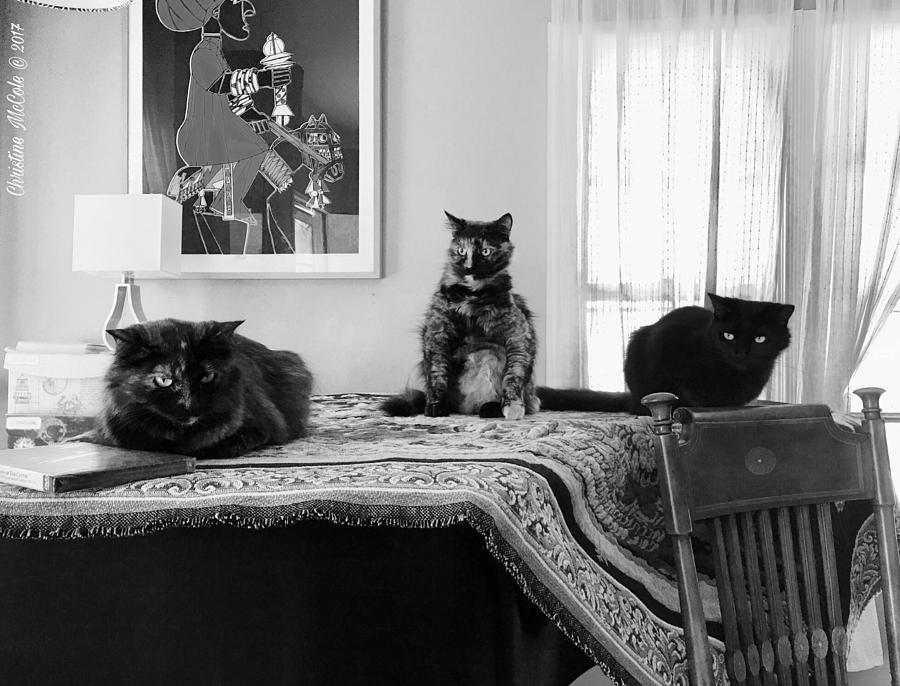 Cat trio at Sues place Photograph by Christine McCole