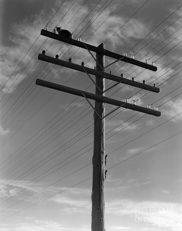 Cat Up A Telephone Pole, C.1940s Photograph by H. Armstrong Roberts/ClassicStock