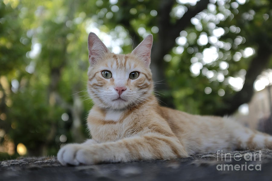 Cat Photograph - Cat Volterra Italy by Edward Fielding