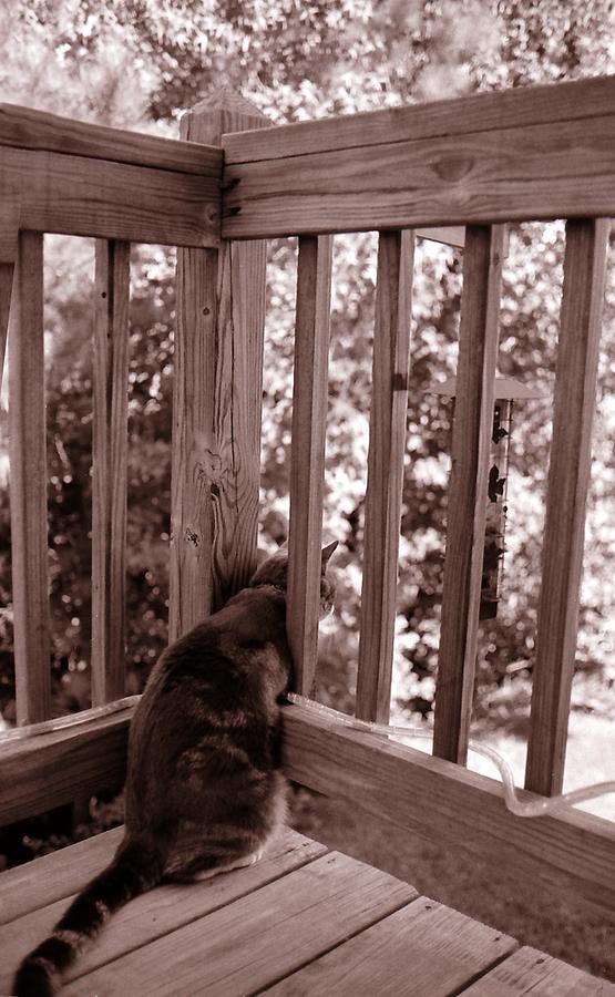Cat Watching Birdfeeder Photograph by Katherine Huck Fernie Howard