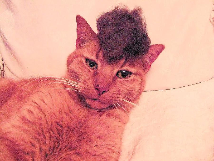 Картинки по запросу Кошки в париках Уникальная кошачья фотосессия