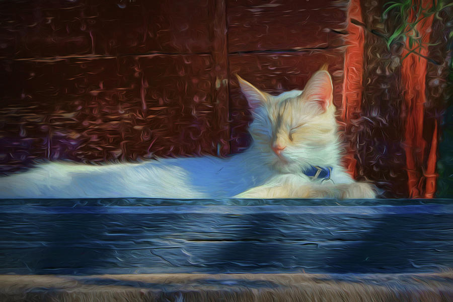 Cat - Window Photograph by Nikolyn McDonald