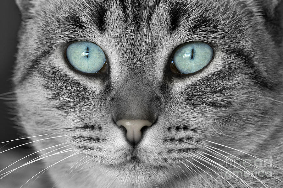 Cat With Blue Eyes Photograph by Mikehoward Photography