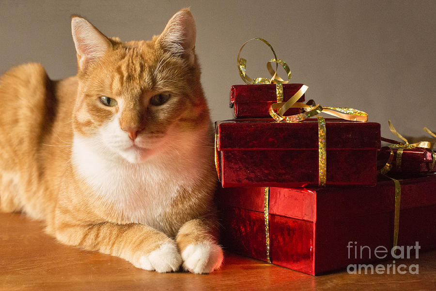 Cat with gifts Photograph by Patricia Hofmeester