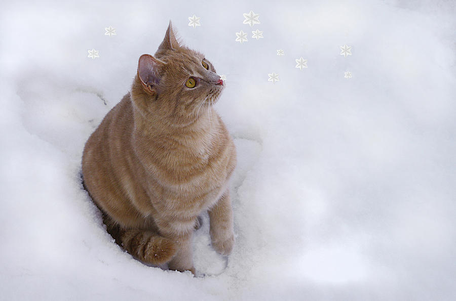 Winter Photograph - Cat with Snowflakes by Jacqi Elmslie