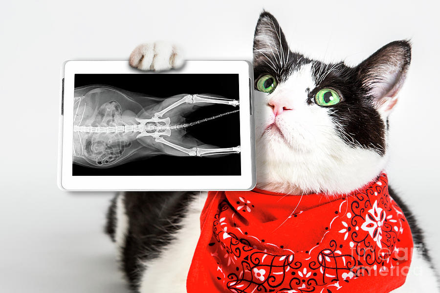 Cat with X ray plate Photograph by Benny Marty