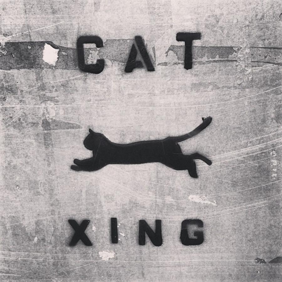 Sign Photograph - #cat #xing #cats #crossing by J A Y -