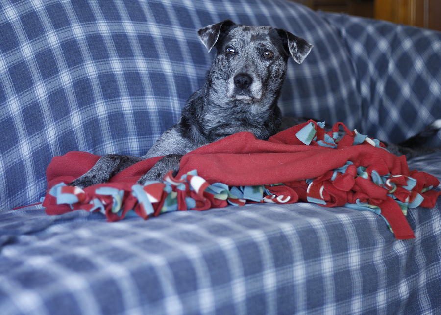 Catahoula Leopard Dog in blue Photograph by Valerie Collins