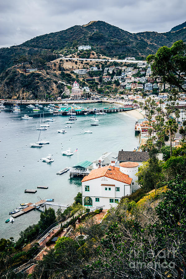 Catalina Island Avalon Bay from Above Picture Photograph by Paul Velgos