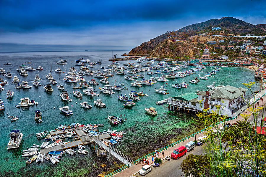 Catalina Island Avalon Harbor Photograph by David Zanzinger