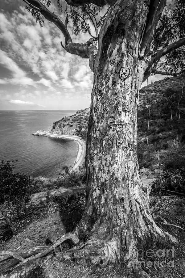 Catalina Island Lovers Cove Tree In Black And White Photograph
