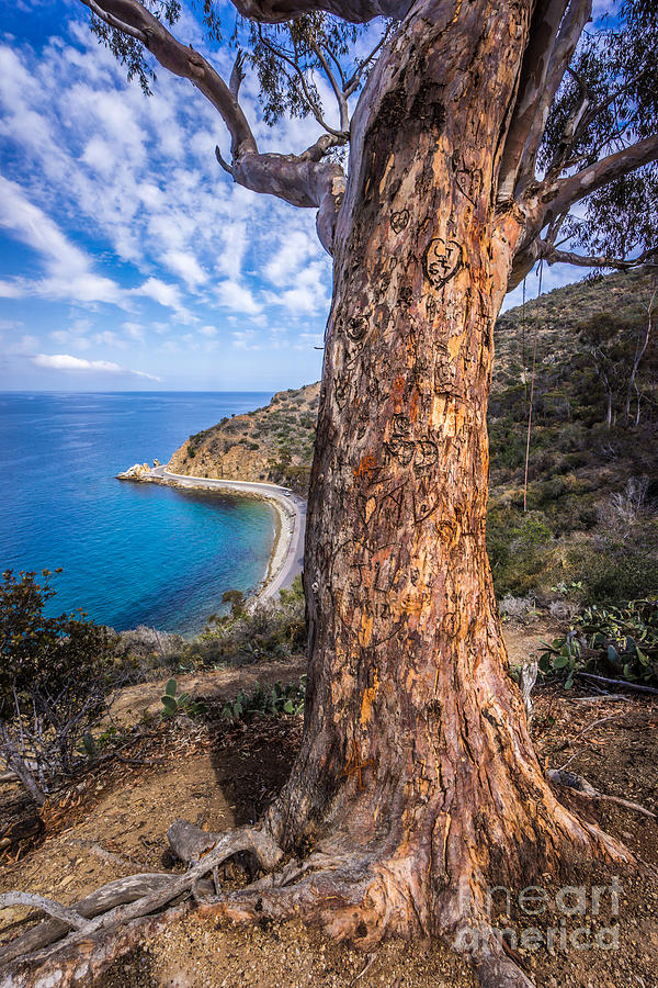 Landscape Photograph - Catalina Island Lovers Cove Tree by Paul Velgos