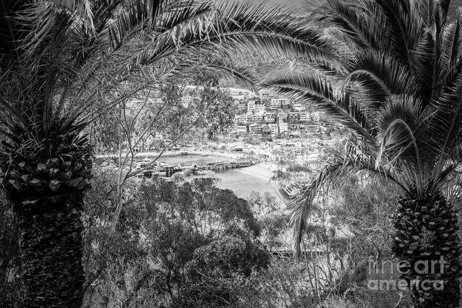 Catalina Island Through Palm Trees Photograph by Paul Velgos