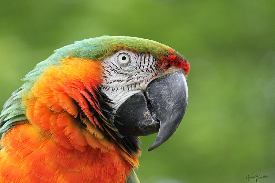 Catalina Macaw Photograph by Nancy  Coelho