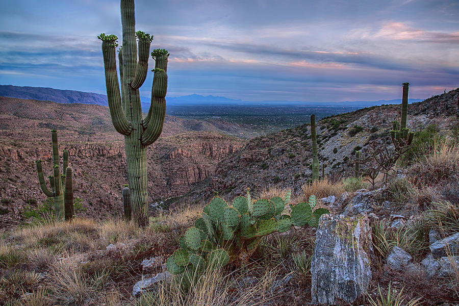 Catalina Mountains color sunset Photograph by Dave Dilli