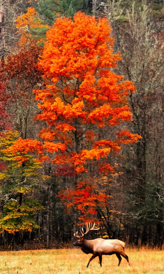 Cataloochee Color Photograph by Chuck Brown