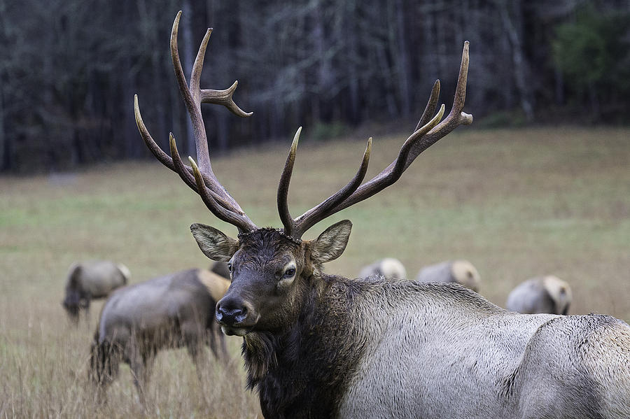 Cataloochee Elk Photograph by Ken Barrett