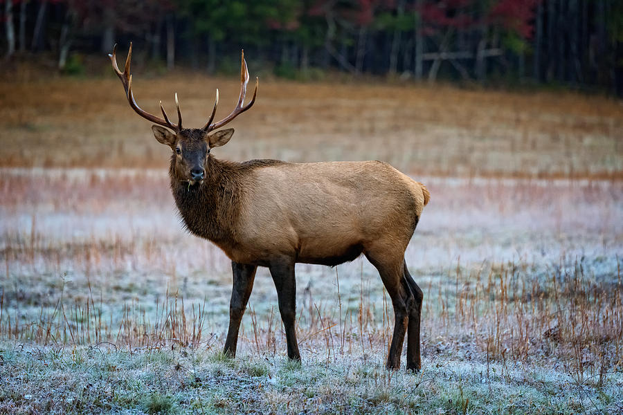 Mountain Photograph - Cataloochee Elk by Rick Berk
