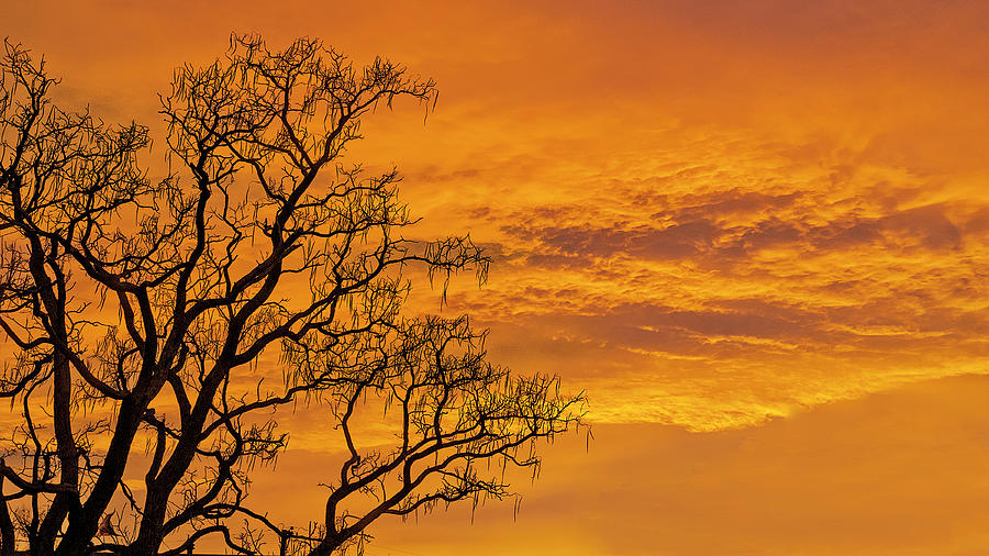 Catalpa Tree Sunrise Photograph by Scott Cordell