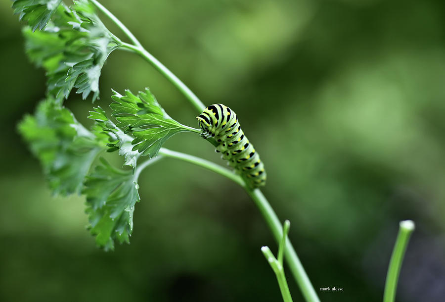 Catapiller Photograph by Mark Alesse