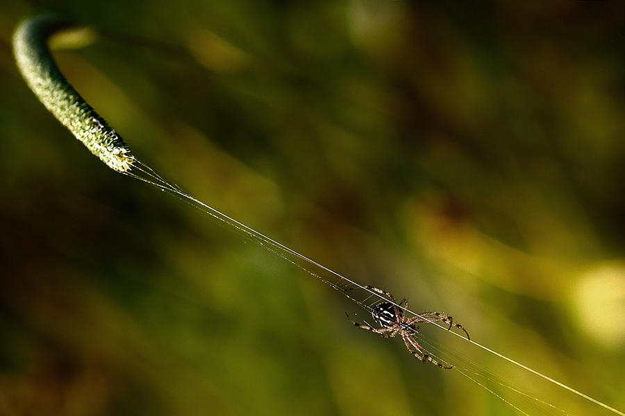 Spider Photograph - Catapult. by Antonio Grambone