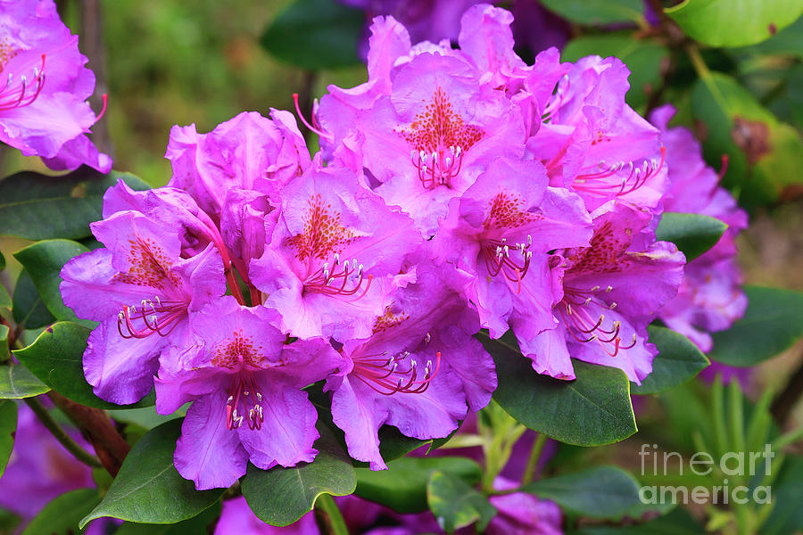 Catawba Rhododendron in Bloom Photograph by Jill Lang