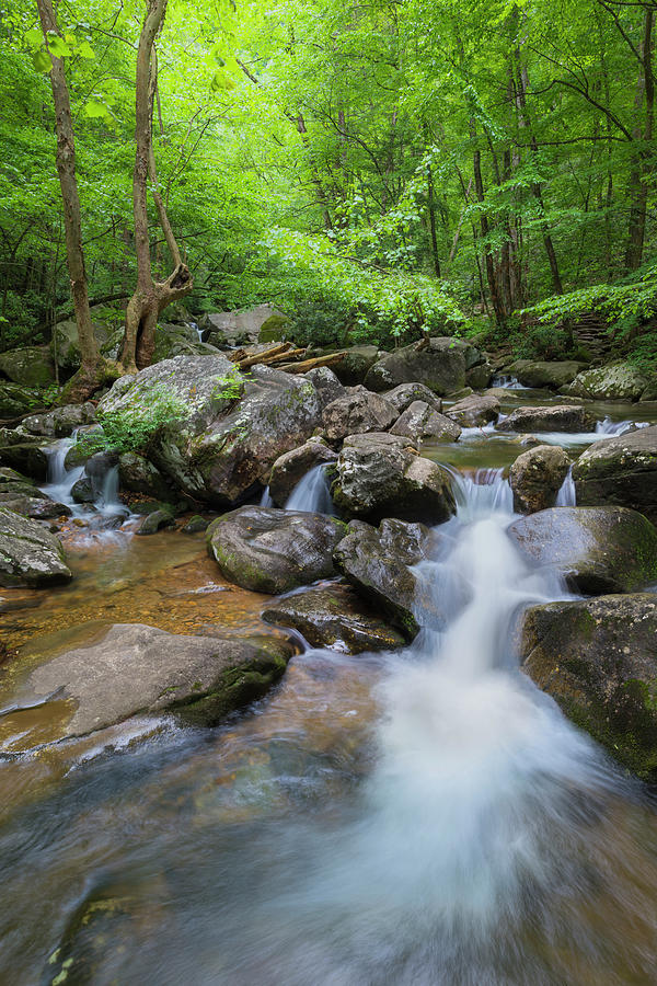 Catawba Stream in Pisgah National Forest Photograph by Ranjay Mitra