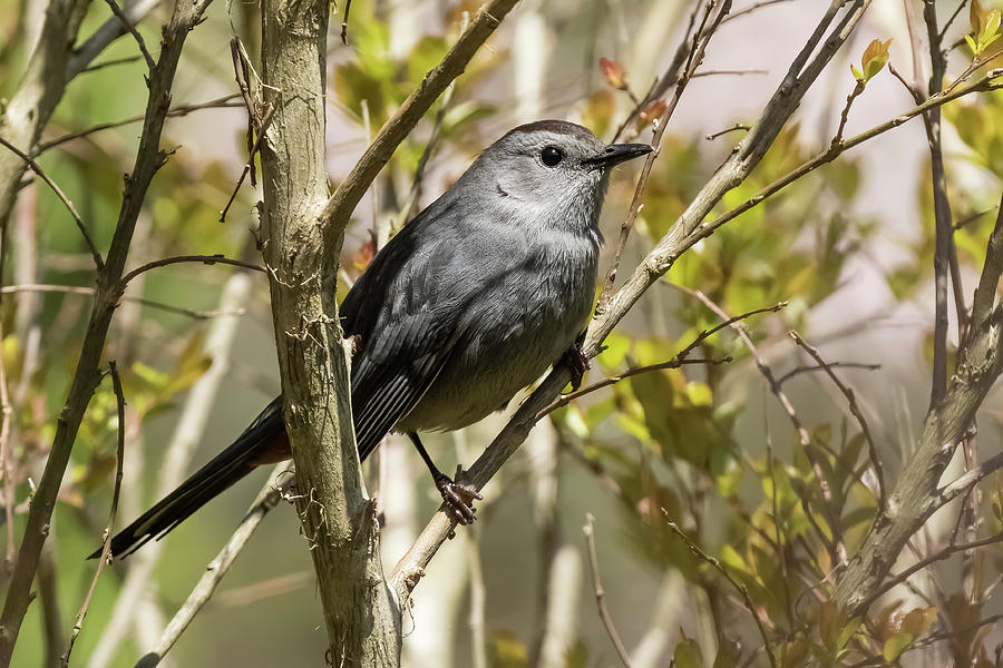 Catbird Photograph by Kate LeCates - Fine Art America