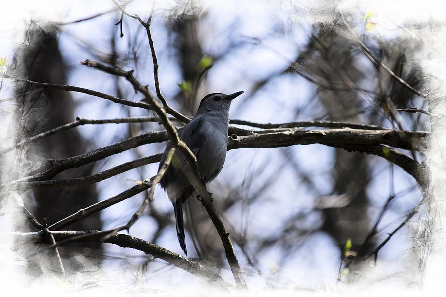 Spring Photograph - Catbird by Lisa Hurylovich