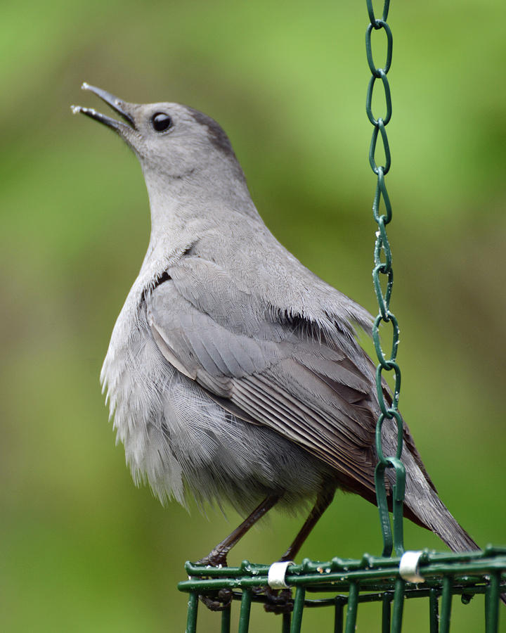 Catbird making a statement Photograph by Philip Ralley - Fine Art America