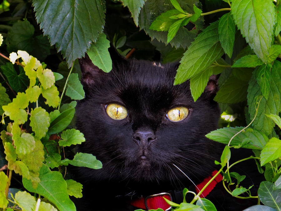 Cat Photograph - Catboo in The Wild by Shawna Rowe