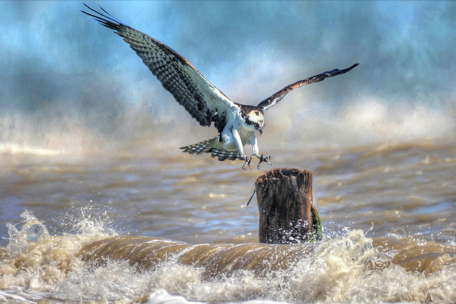 Osprey Photograph - Catch A Wave by Donna Kennedy