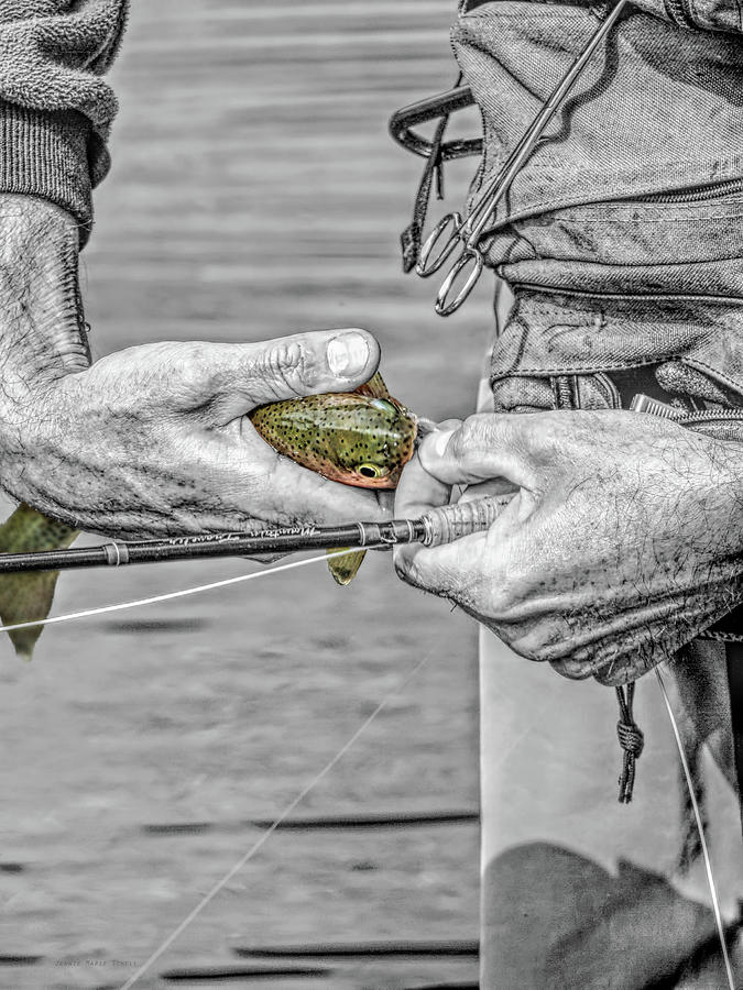 Catch and Release Rainbow Trout Monochrome Select Color Photograph by Jennie Marie Schell