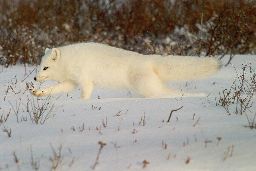 Catch Me if You Can Photograph by Bob Faucher - Pixels