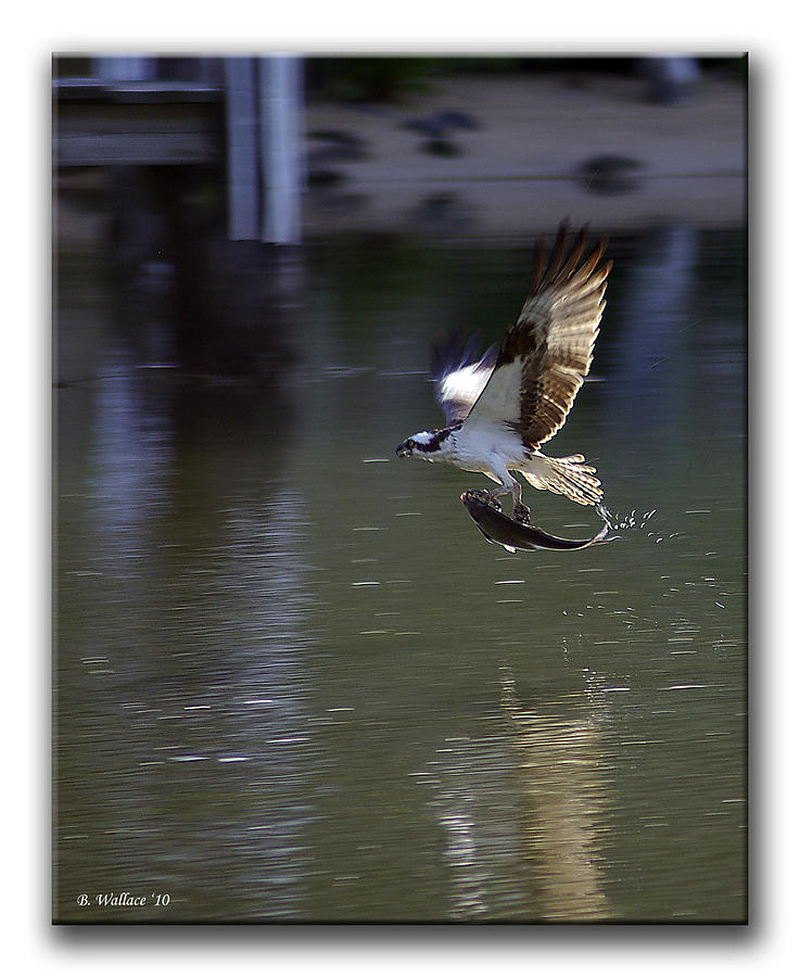 Osprey Photograph - Catch Of The Day by Brian Wallace